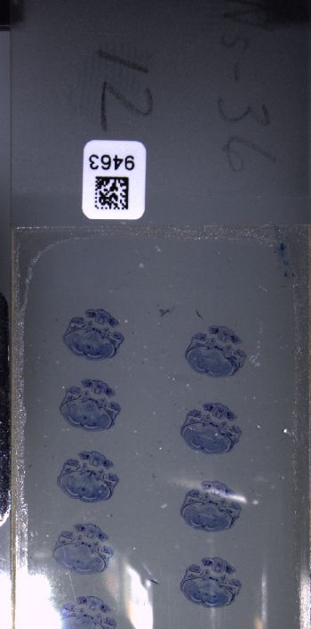 Media type: image; Special Collections 3102   shows specimen_part histological serial section;  Description: Whole slide scan, SC-3102, slide 12;